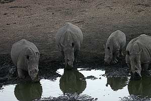 White Rhinoes in South Africa Safari