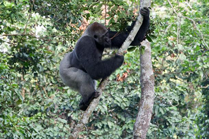 Silver back gorilla on a tree - Republic of the Congo, February 2026 Trip Report