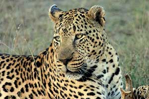 Leopard in Kruger National Park