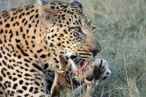 Leopard in Kruger National Park