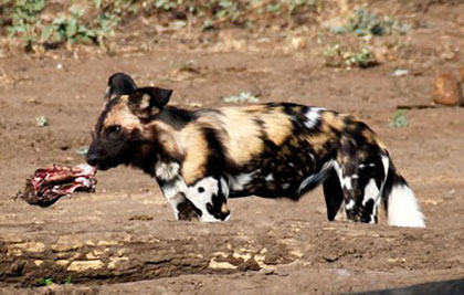 Wild dogs