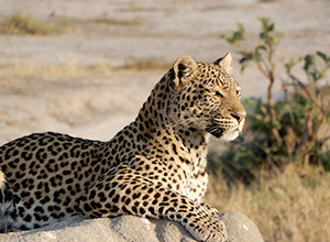 Leopard in Botswana