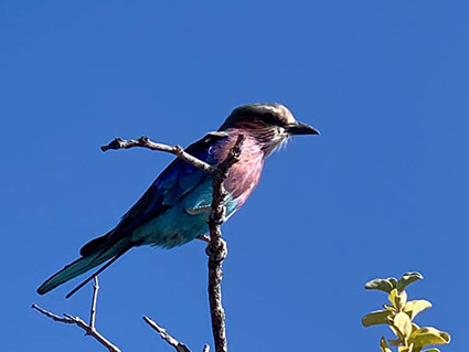 lilac breasted roller