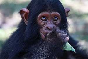 chimpanzee in Kibale National Park