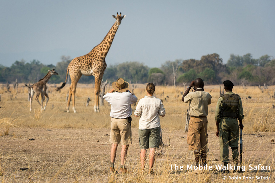 The Mobile Walking Safari in South Luangwa National Park