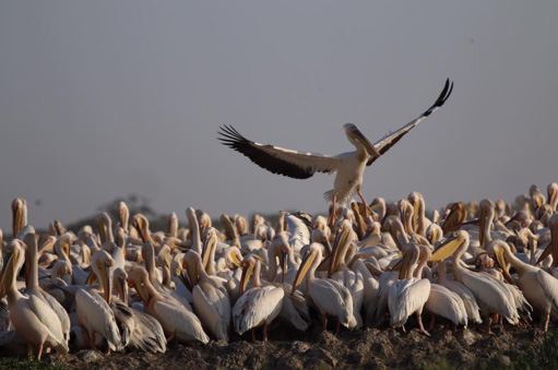 Djoudj National Bird Sanctuary