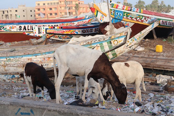 Senegal