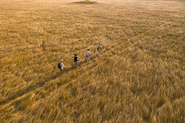 Walking safari - Chisa Busanga Camp, Busanga Plains, Zambia