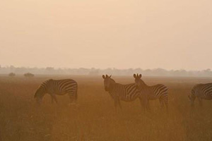 Kafue Exploration - 10 Nights Exploring Northern & Central Kafue