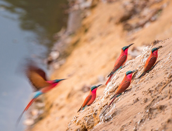 Bird watching - Shawa Luangwa Camp, South Luangwa, Zambia